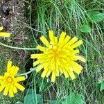 Attēlu rezultāti vaicājumam “Hieracium murorum leaf”