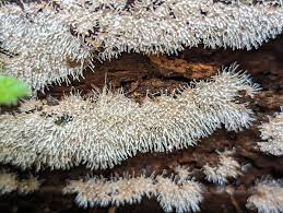 Attēlu rezultāti vaicājumam “Stemonitopsis typhina young”