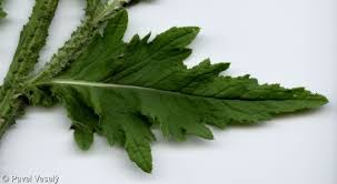 Attēlu rezultāti vaicājumam “Carduus crispus leaf”