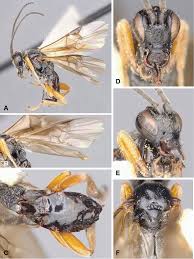 Attēlu rezultāti vaicājumam “Abietinella abietina var. hystricosa”