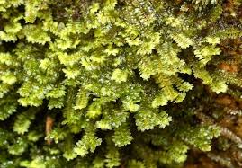 Attēlu rezultāti vaicājumam “Diplophyllum albicans”