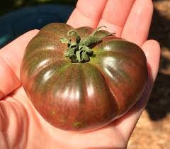 Afbeeldingsresultaat voor black sea man tomato