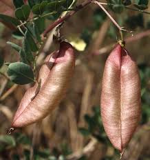 Image result for Colutea arborescens