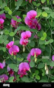 Attēlu rezultāti vaicājumam “Lathyrus latifolius leaf”