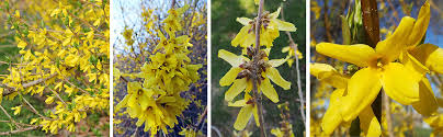Attēlu rezultāti vaicājumam “Forsythia intermedia flower”