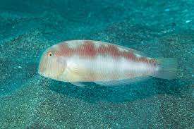 Image result for Xyrichtys novacula