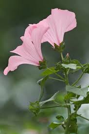 Image result for Lavatera trimestris