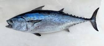 Image result for Euthynnus alletteratus