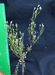 Attēlu rezultāti vaicājumam “Erigeron canadensis”