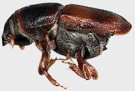 Attēlu rezultāti vaicājumam “Scolytus scolytus, Scolytus multistriatus”