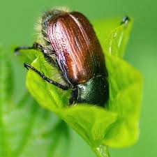 Attēlu rezultāti vaicājumam “Phyllopertha horticola imago”