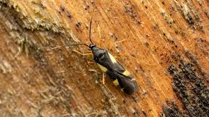 Attēlu rezultāti vaicājumam “Dryophilocoris flavoquadrimaculatus”