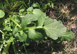 Attēlu rezultāti vaicājumam “Barbarea vulgaris subsp. arcuata fruit”