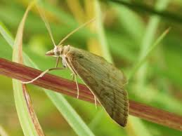 Attēlu rezultāti vaicājumam “Udea lutealis”