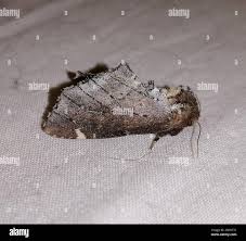 Attēlu rezultāti vaicājumam “Odontosia carmelita”