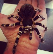 Znalezione obrazy dla zapytania geniculata