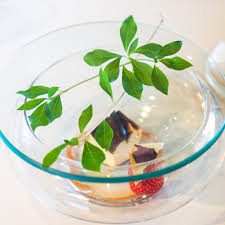 Attēlu rezultāti vaicājumam “Veronica persica fruit”