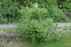 Attēlu rezultāti vaicājumam “Lonicera tatarica bud”