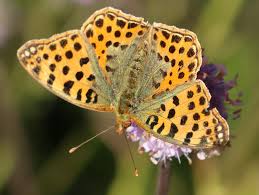 Attēlu rezultāti vaicājumam “Issoria lathonia underside”