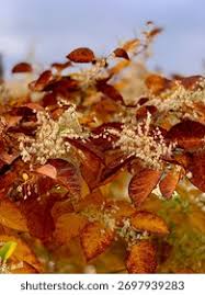 Attēlu rezultāti vaicājumam “Reynoutria sachalinensis leaf”