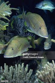 Image result for Haemulon carbonarium