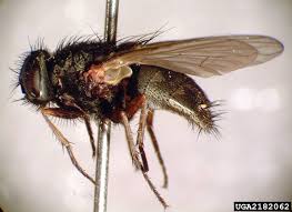 Attēlu rezultāti vaicājumam “Muscidae”