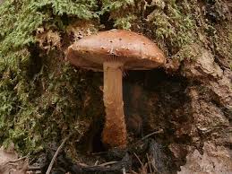 Attēlu rezultāti vaicājumam “Stropharia albocrenulata”