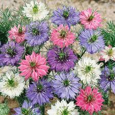 Image result for Nigella damascena
