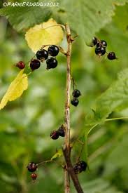 Attēlu rezultāti vaicājumam “Ribes nigrum fruit”