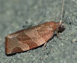 Attēlu rezultāti vaicājumam “Pandemis cinnamomeana”