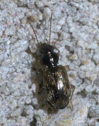 Attēlu rezultāti vaicājumam “Bembidion quadrimaculatum”