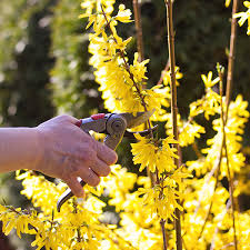 Attēlu rezultāti vaicājumam “Forsythia”