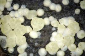 Attēlu rezultāti vaicājumam “Hypocrea gelatinosa”