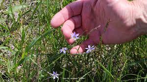Attēlu rezultāti vaicājumam “Sisyrinchium montanum fruit”