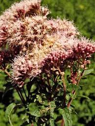 Attēlu rezultāti vaicājumam “Eupatorium cannabinum flower”