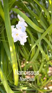 Attēlu rezultāti vaicājumam “Narcissus leaf”