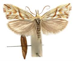 Attēlu rezultāti vaicājumam “Tortricidae”