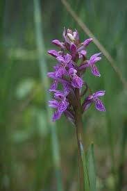 Attēlu rezultāti vaicājumam “Dactylorhiza majalis subsp. baltica”
