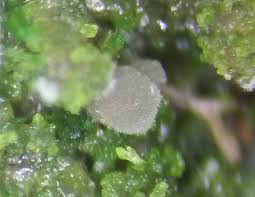 Attēlu rezultāti vaicājumam “Octosporella jungermanniarum”