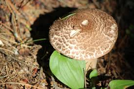 Attēlu rezultāti vaicājumam “Trichia scabra sessile”