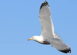 Attēlu rezultāti vaicājumam “Larus argentatus adult”