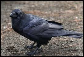 Attēlu rezultāti vaicājumam “Corvus corax”