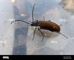 Attēlu rezultāti vaicājumam “Pseudocistela ceramboides”