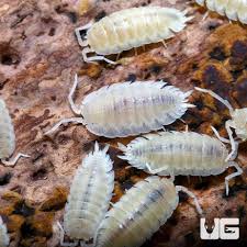 Attēlu rezultāti vaicājumam “Porcellio scaber”