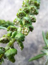 Attēlu rezultāti vaicājumam “Ambrosia artemisiifolia bud”