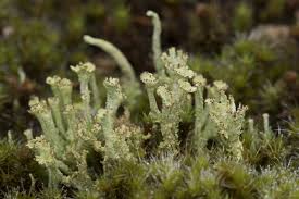Attēlu rezultāti vaicājumam “Cladonia ramulosa”