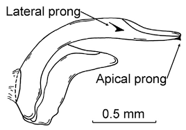 Attēlu rezultāti vaicājumam “Archips podana male”