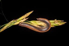 Attēlu rezultāti vaicājumam “Ommatoiulus sabulosus aimatopodus”