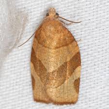 Attēlu rezultāti vaicājumam “Pandemis cerasana”