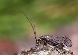 Attēlu rezultāti vaicājumam “Psococerastis gibbosa”